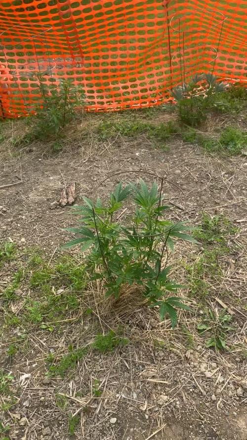 Franklin Acres Finest RQS 2025 outdoor