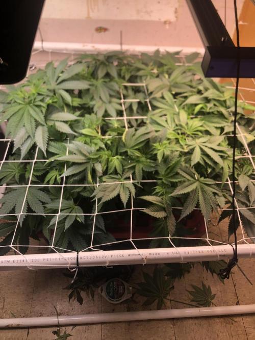 Glookies Barney’s farm. Week 9 - 9w from seed