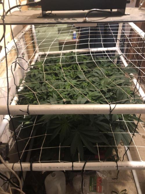 Glookies Barney’s farm. Week 10 - This plant was flip to flower today at 10 weeks