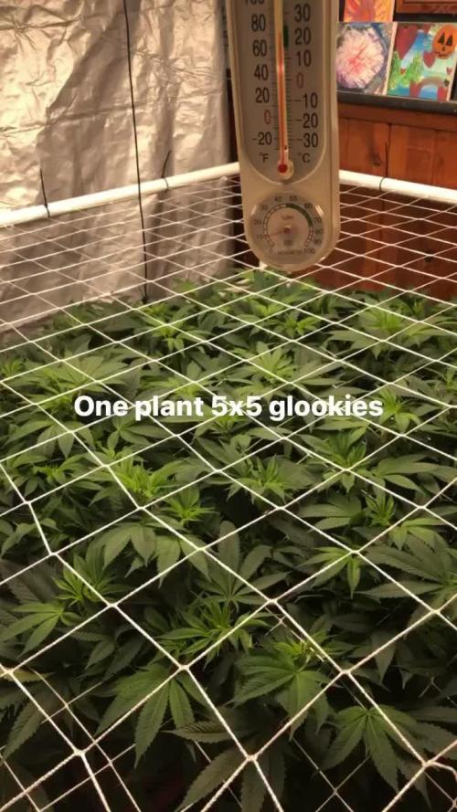 Glookies Barney’s farm