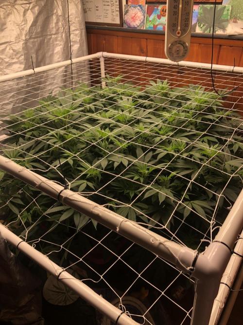 Glookies Barney’s farm. Week 11 - 1 week flower