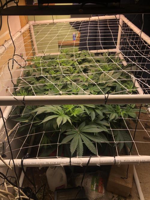 Glookies Barney’s farm. Week 11 - 2days flower