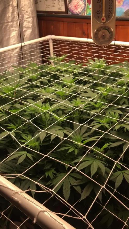 Glookies Barney’s farm