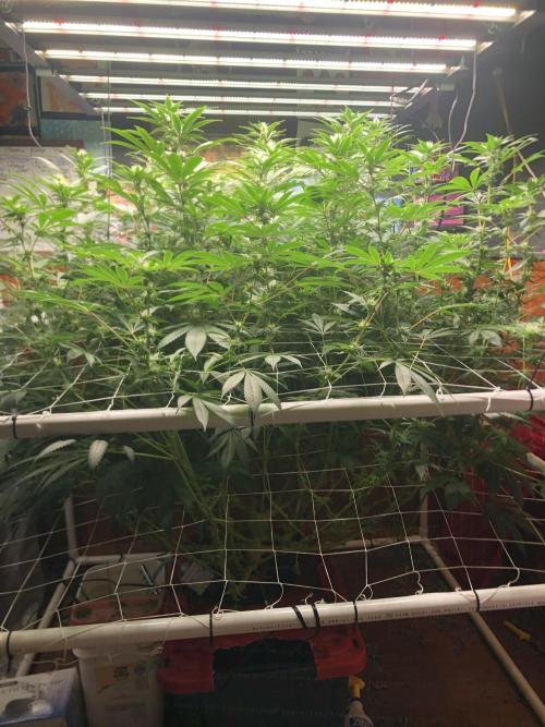 Glookies Barney’s farm. Week 14 - Glookies 5x5 week 4 flower