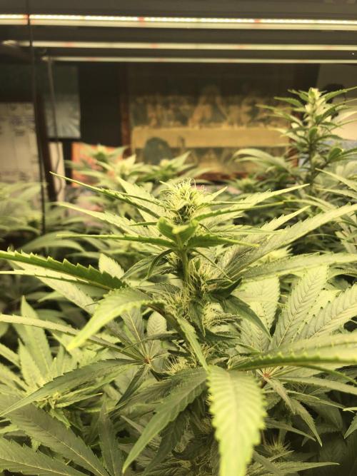 Glookies Barney’s farm. Week 14 - Glookies 5x5 week 4 flower