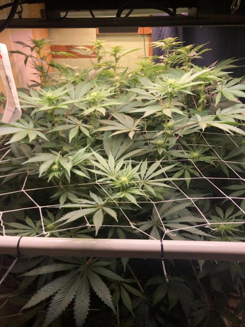 Glookies Barney’s farm. Week 14 - Glookies 3x5 week 3.5 flower