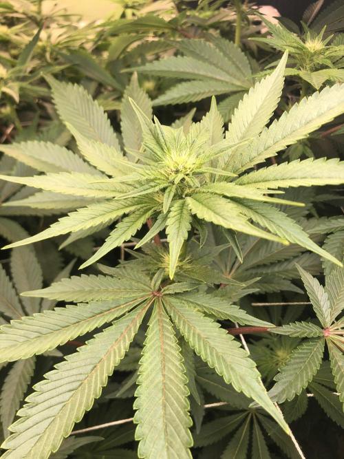 Glookies Barney’s farm. Week 14 - Glookies 3x5 week3.5 flower