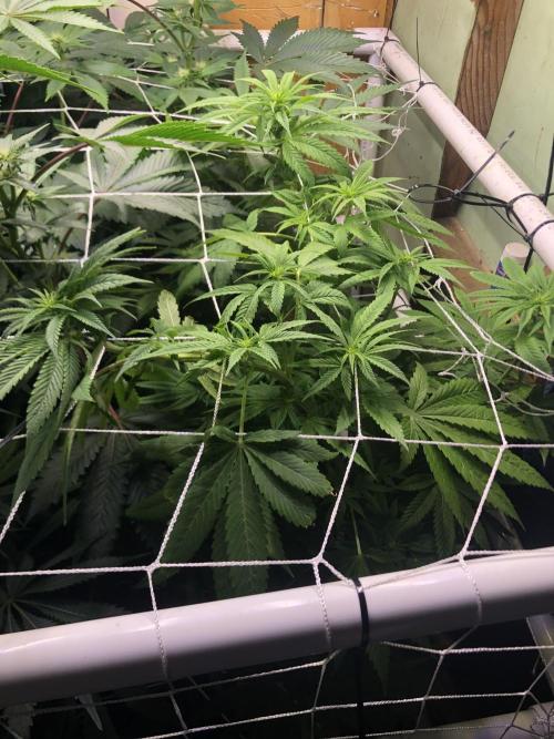 Glookies Barney’s farm. Week 14 - Jealousy Barney farms week 2 flower