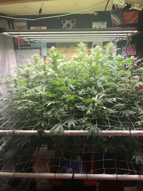 Glookies Barney’s farm. Week 15 - Glookies