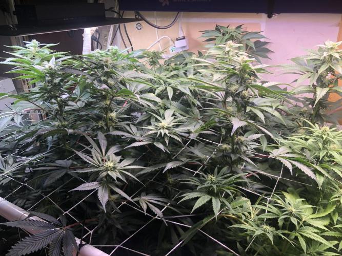 Glookies Barney’s farm. Week 15 - Glookies