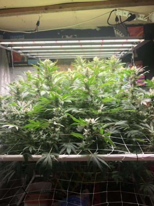 Glookies Barney’s farm. Week 16 - Glookies 