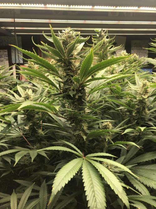 Glookies Barney’s farm. Week 16 - Glookies 