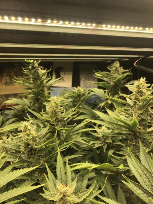 Glookies Barney’s farm. Week 16 - Glookies 