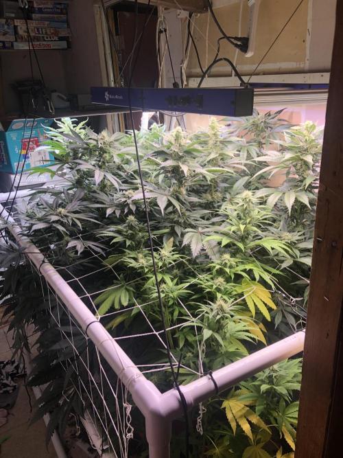 Glookies Barney’s farm. Week 16 - Glookies and jealousy 