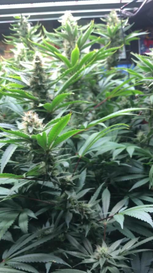 Glookies Barney’s farm