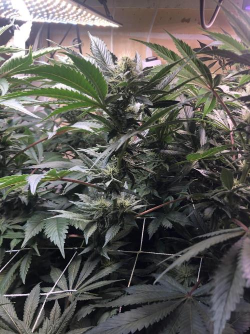 Glookies Barney’s farm. Week 16 - Glookies 