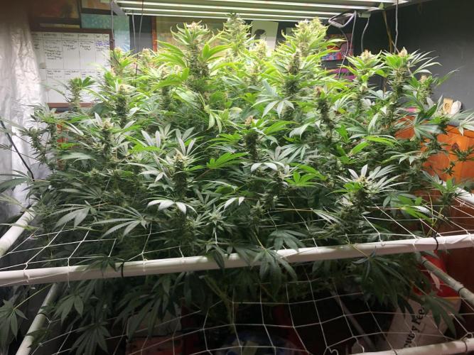 Glookies Barney’s farm. Week 17 - Glookies 5x5