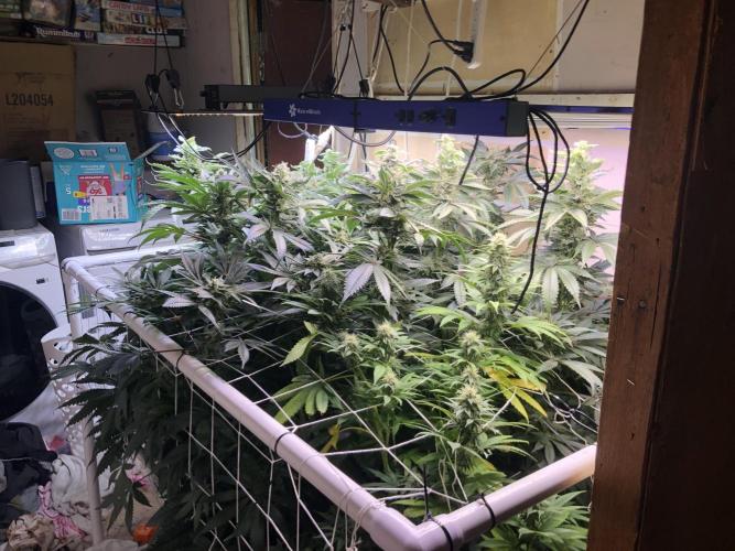 Glookies Barney’s farm. Week 17 - Glookies and jealousy 3x5