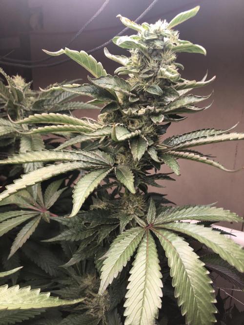 Glookies Barney’s farm. Week 17 - Glookies 3x5