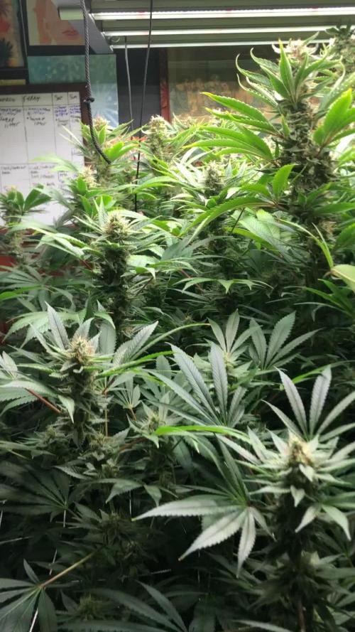 Glookies Barney’s farm