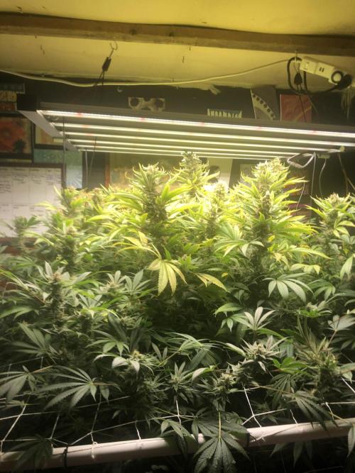 Glookies Barney’s farm. Week 18 - Glookies 