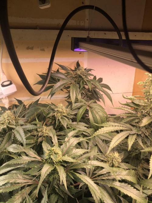 Glookies Barney’s farm. Week 18 - Glookies 