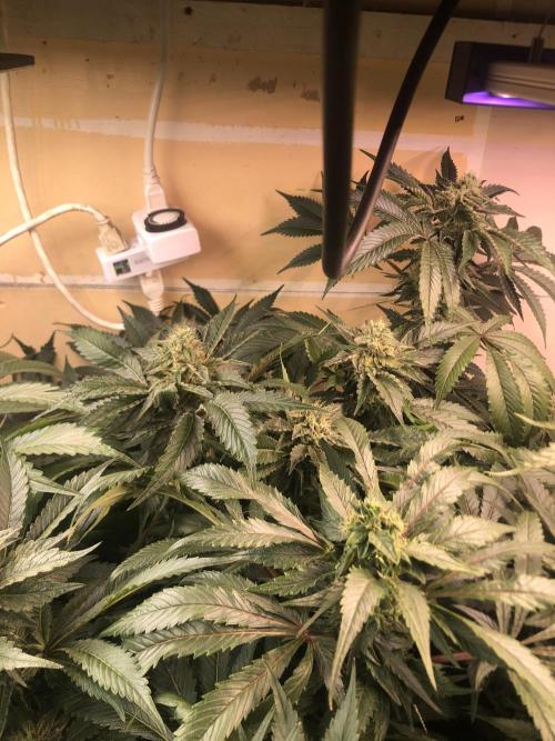 Glookies Barney’s farm. Week 18 - Glookies 