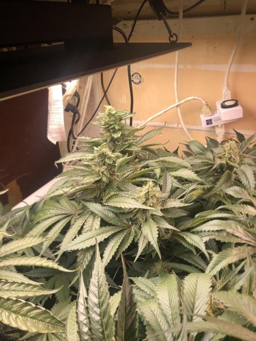 Glookies Barney’s farm. Week 18 - Glookies 