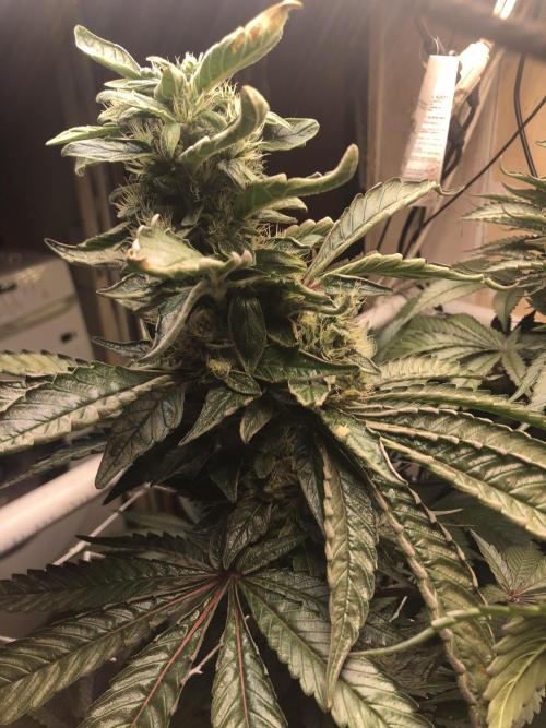 Glookies Barney’s farm. Week 18 - Glookies 