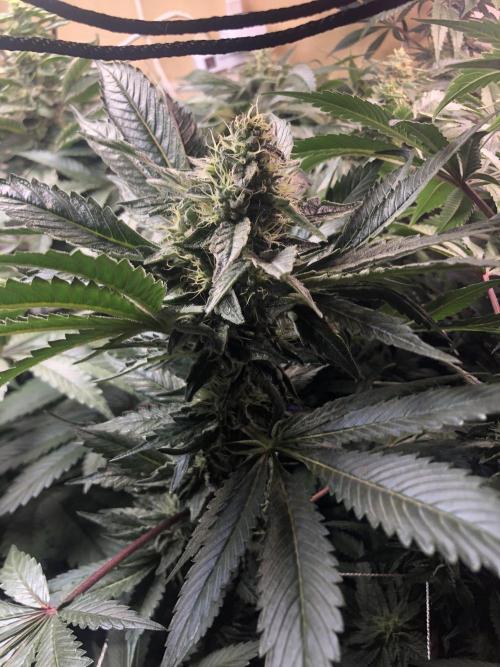 Glookies Barney’s farm. Week 18 - Glookies 