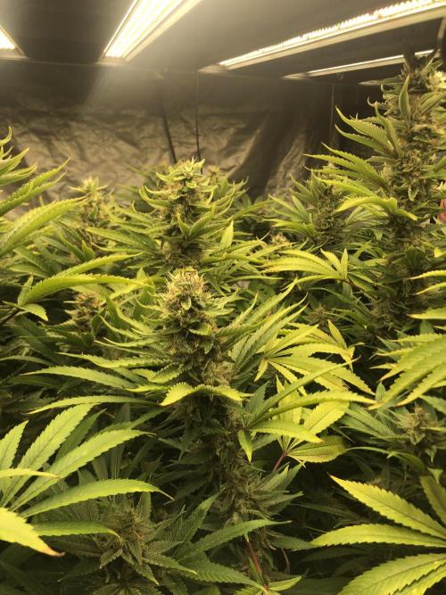 Glookies Barney’s farm. Week 18 - Glookies 