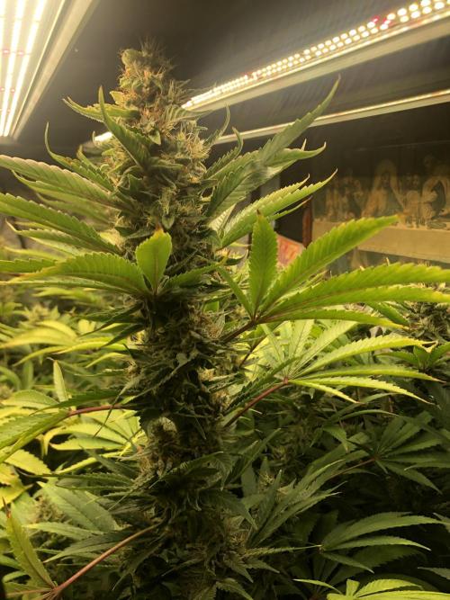 Glookies Barney’s farm. Week 18 - Glookies 