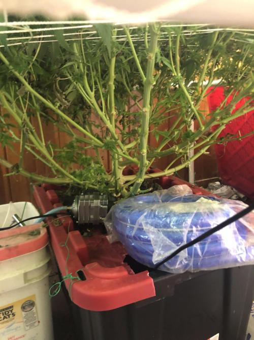 Glookies Barney’s farm. Week 18 - Glookies 