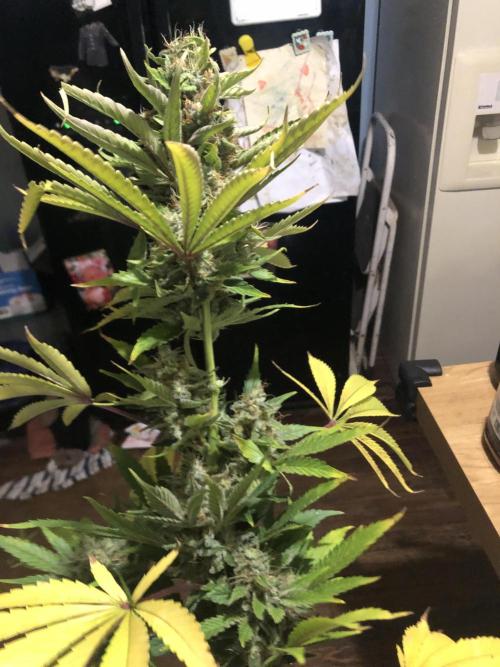 Glookies Barney’s farm. Week 18 - Glookies 