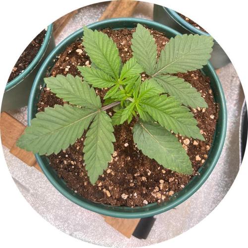 Pineapple Chunk. Week 3