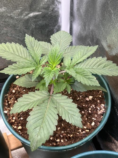 Pineapple Chunk. Week 3