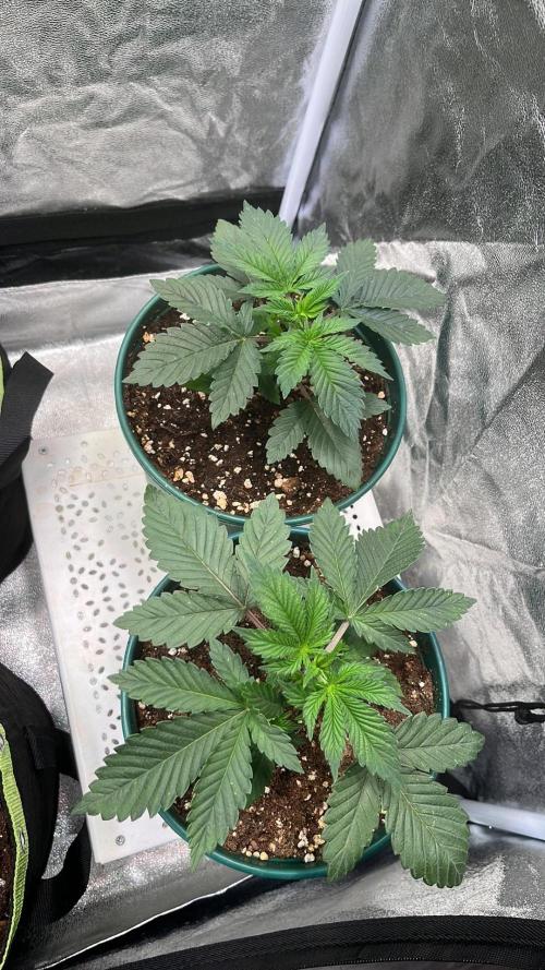 Pineapple Chunk. Week 3