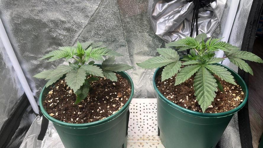 Pineapple Chunk. Week 3