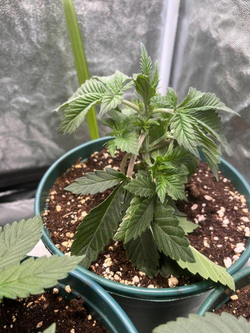 Pineapple Chunk. Week 3