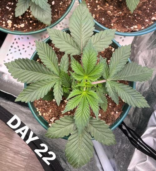 Pineapple Chunk. Week 3