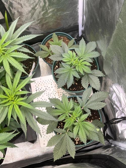 Pineapple Chunk. Week 3