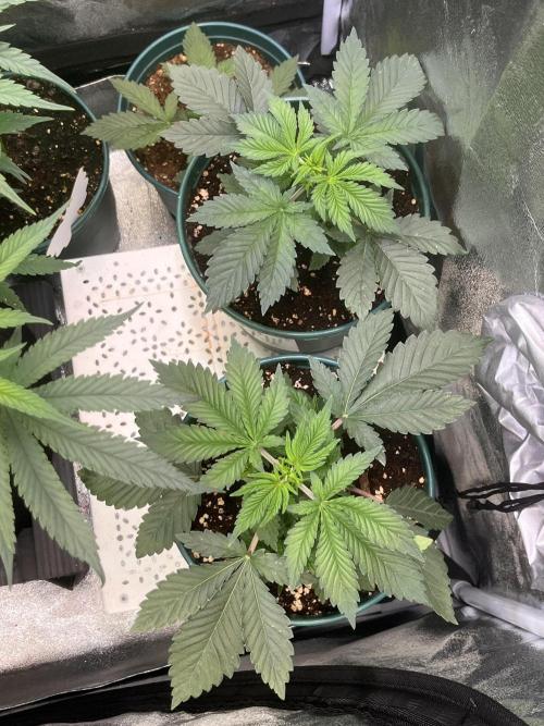 Pineapple Chunk. Week 3