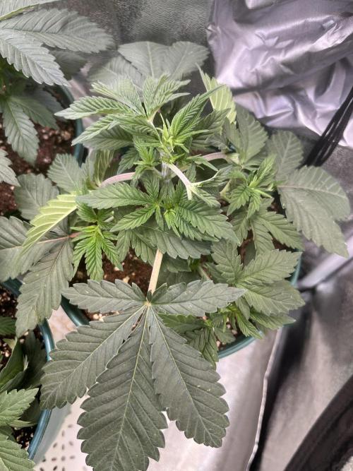 Pineapple Chunk. Week 3
