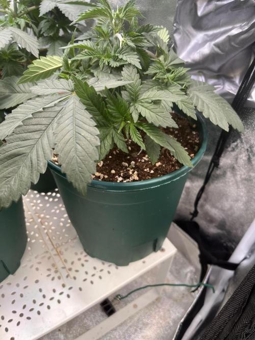 Pineapple Chunk. Week 3