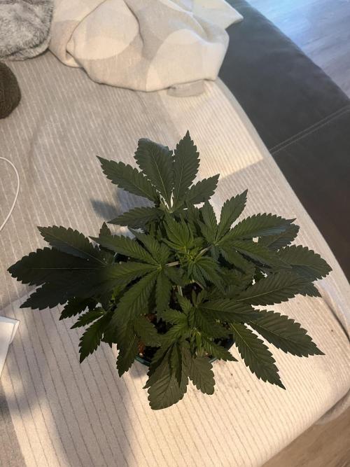 Pineapple Chunk. Week 4