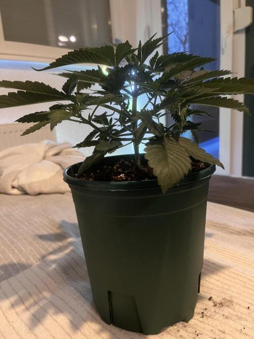 Pineapple Chunk. Week 4