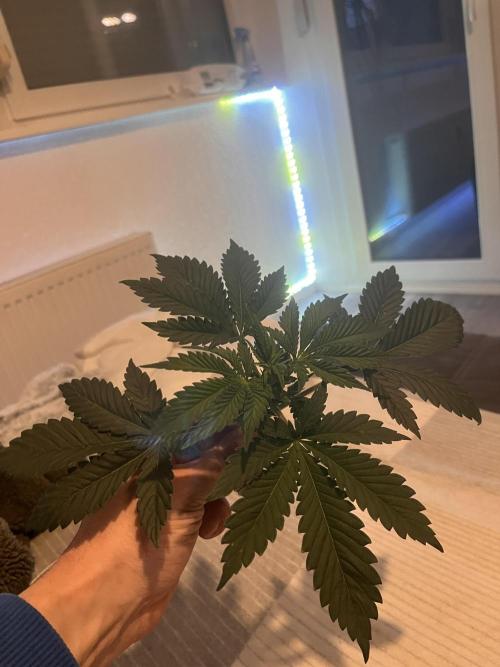 Pineapple Chunk. Week 4