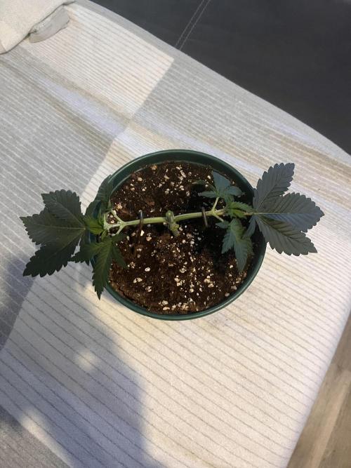 Pineapple Chunk. Week 4