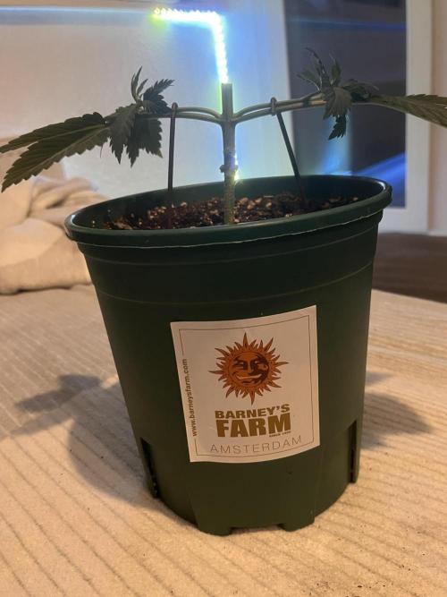 Pineapple Chunk. Week 4
