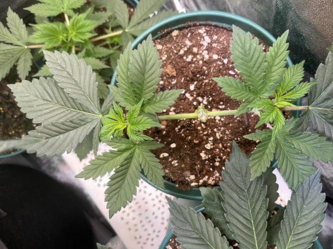 Pineapple Chunk. Week 4